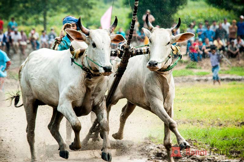 Lễ hội đua bò Bảy Núi được cả thế giới biết tới