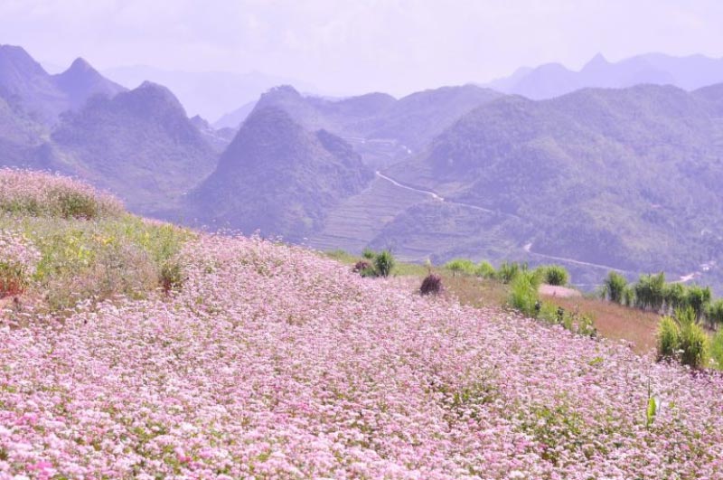 Mùa thu được gọi là mùa cỏ lau ở Hà Giang