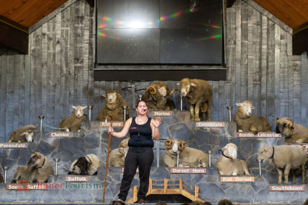 Agrodome Rotorua New Zealand. (1)