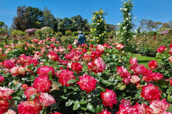 Vườn Hoa Hồng (Rose Garden) – Melbourne – Úc