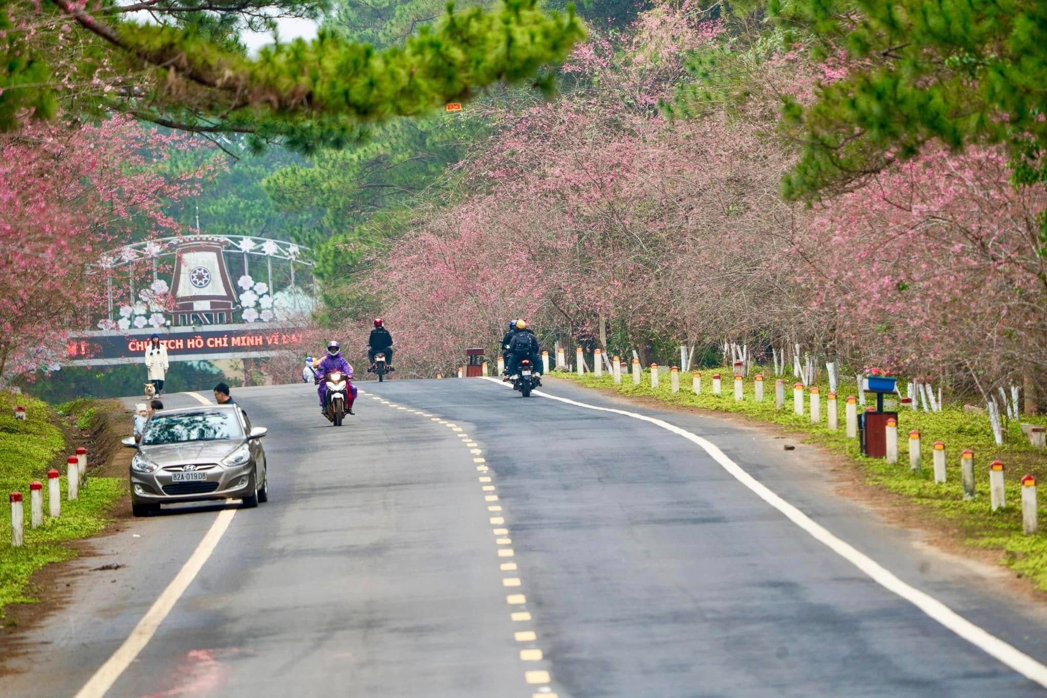 hoa anh đào Măng Đen 10